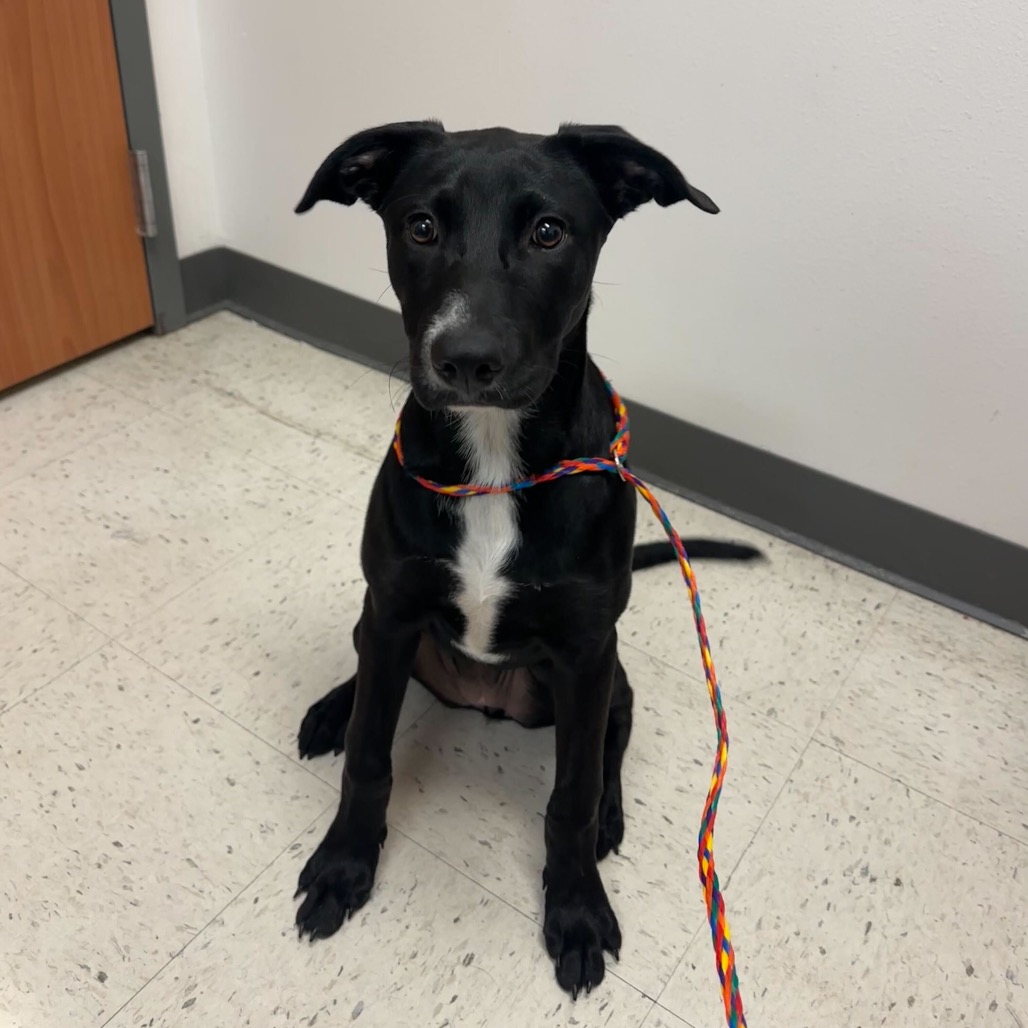 BUNZ - Retriever, Black Labrador / Shepherd available for adoption