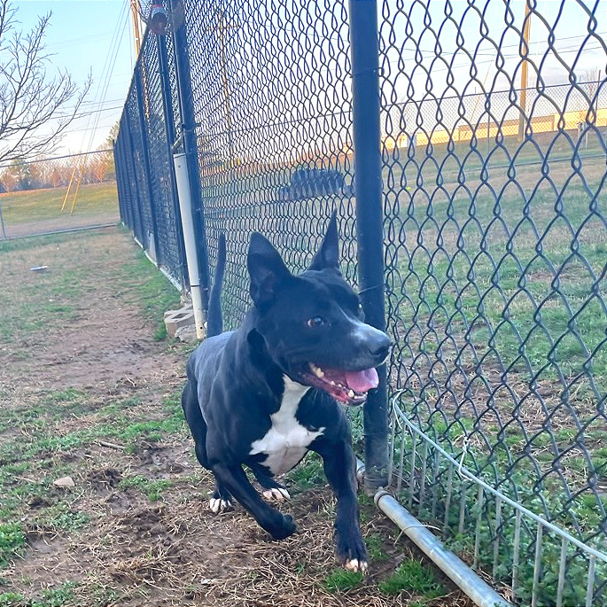 Honeybee — thumbnail 9