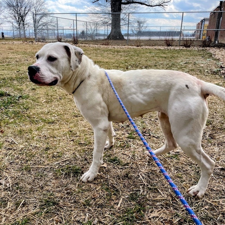 Henn — thumbnail 3