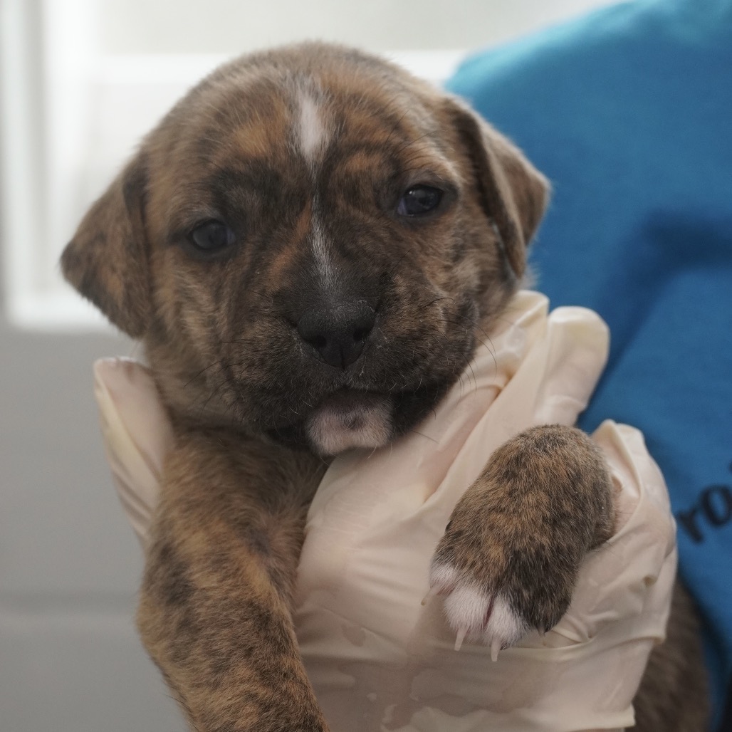 Miami Puppy - Willow, photo 2