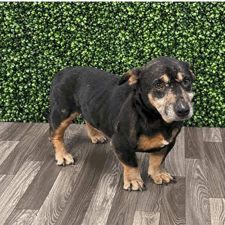 Rye, an adoptable Hound/Mix