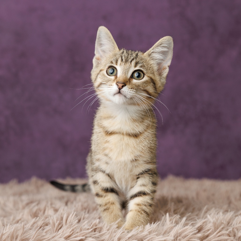 Huckle Cat
