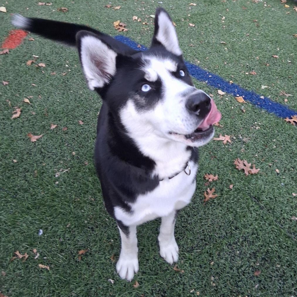 BANE - Husky, Siberian / Shepherd available for adoption