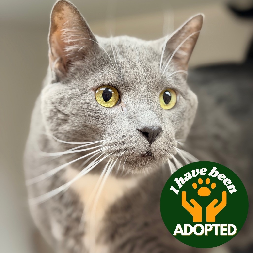 Mr. Whiskers is available for adoption at Champaign County Humane Society