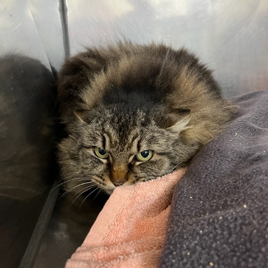 Rivet — thumbnail 2