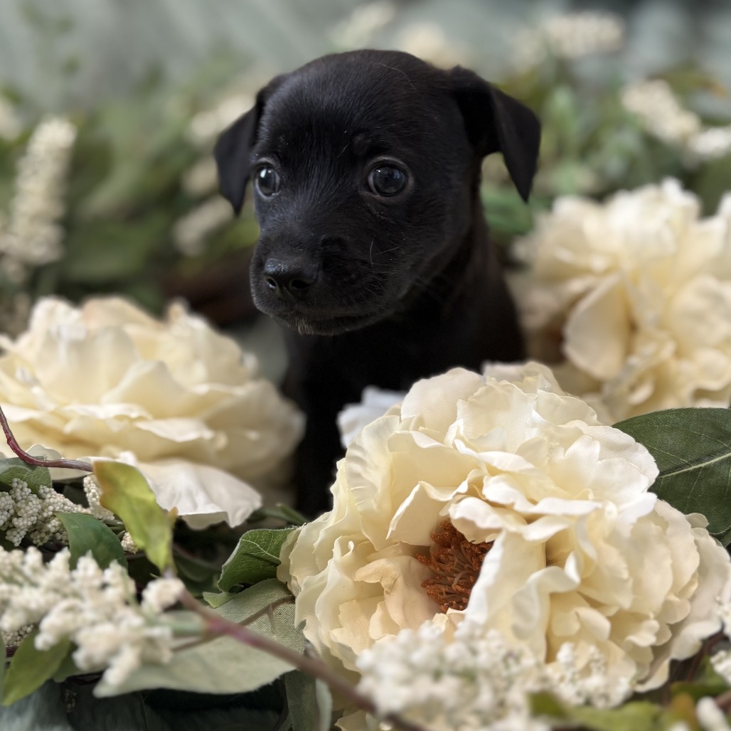 Clover, photo 2