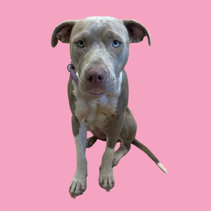  Photo of TUSC-Stray-81937_2