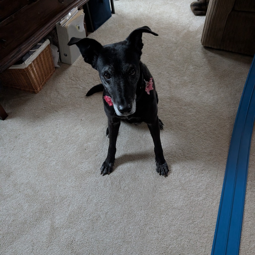Moon Pie, photo 7