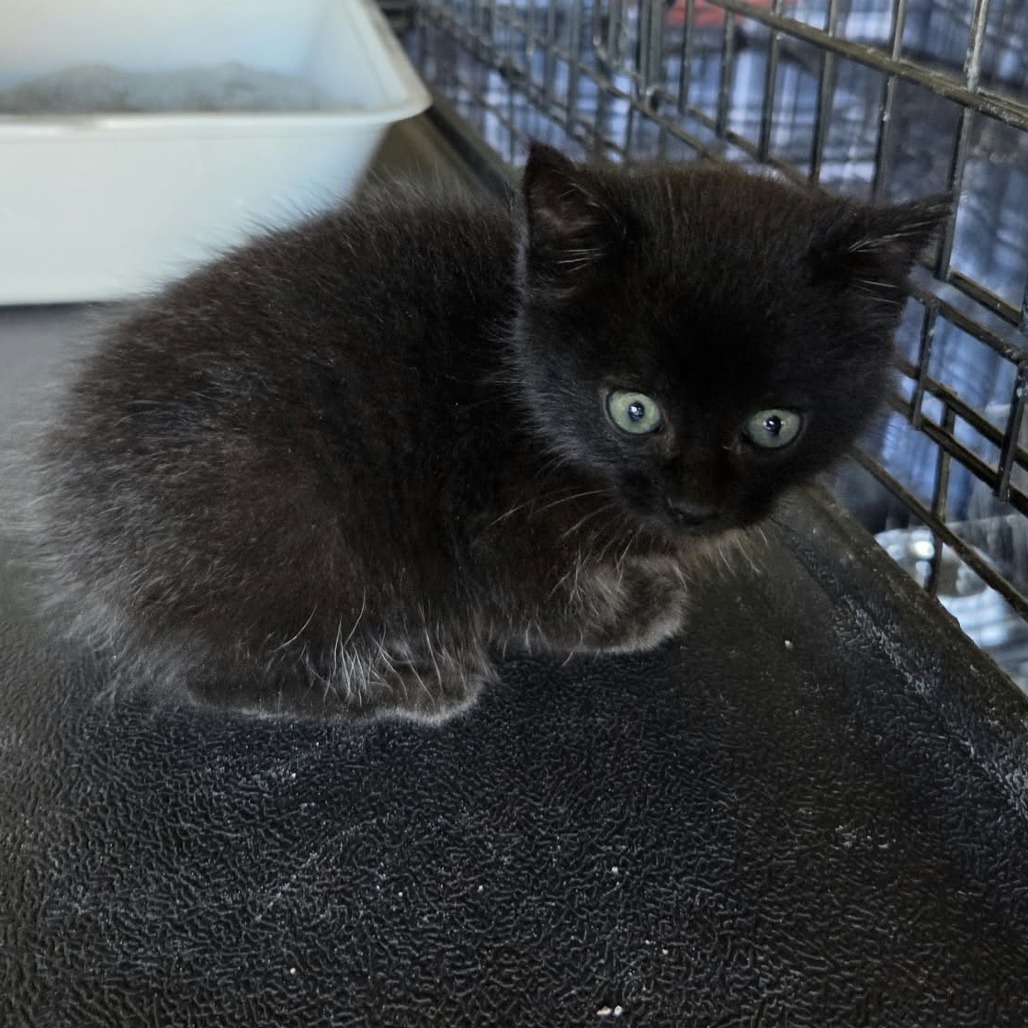 Elvira