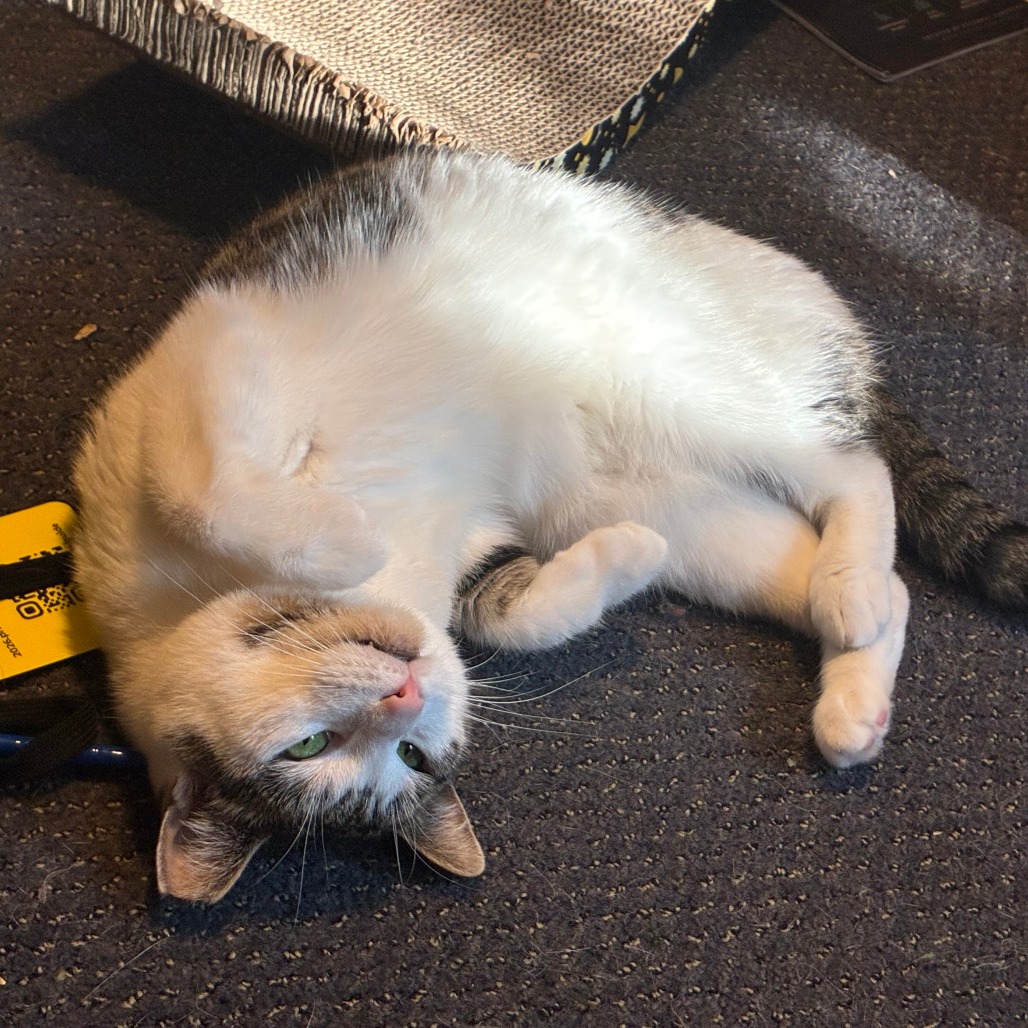 Lucy, photo 28