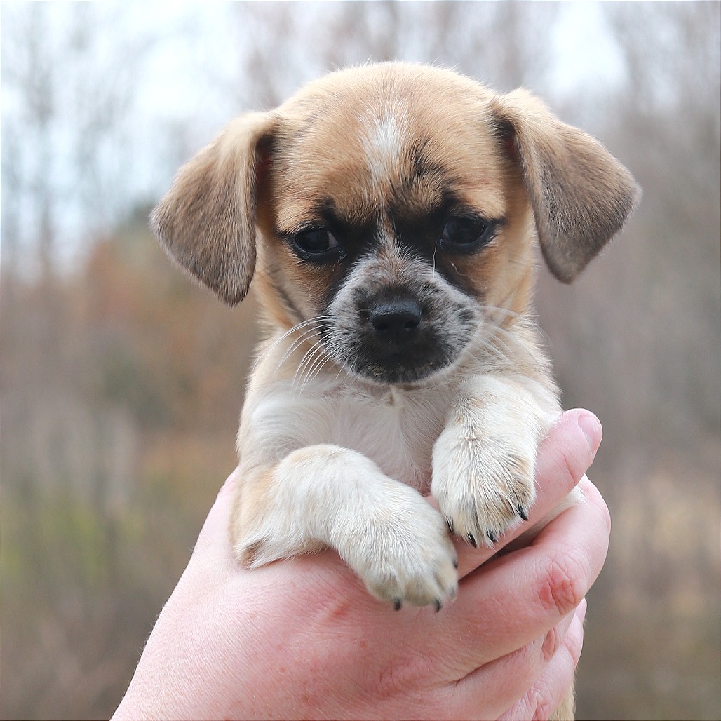 CT Eclair avail May 2