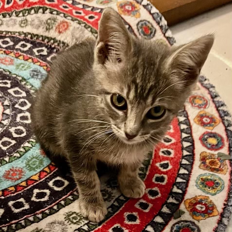PALLET JACK - Domestic Shorthair available for adoption
