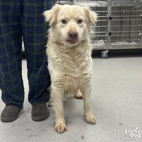 OLIVER - Retriever / Pyrenees, Great available for adoption