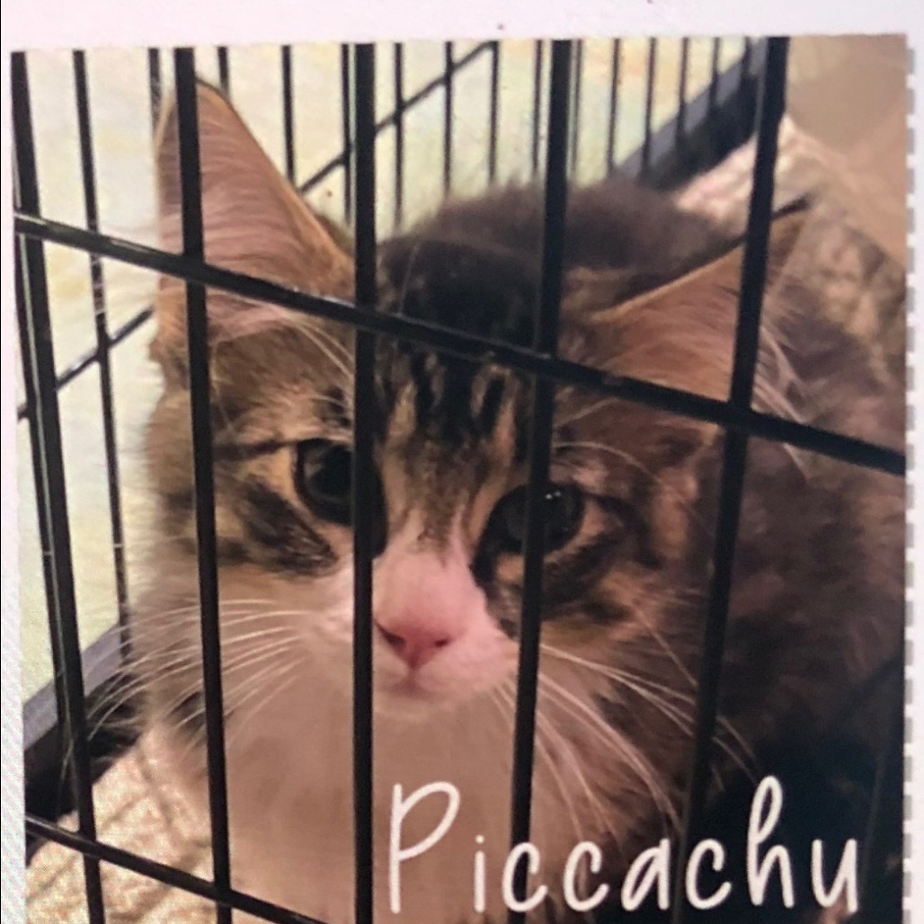 Piccacho (Pikachu)