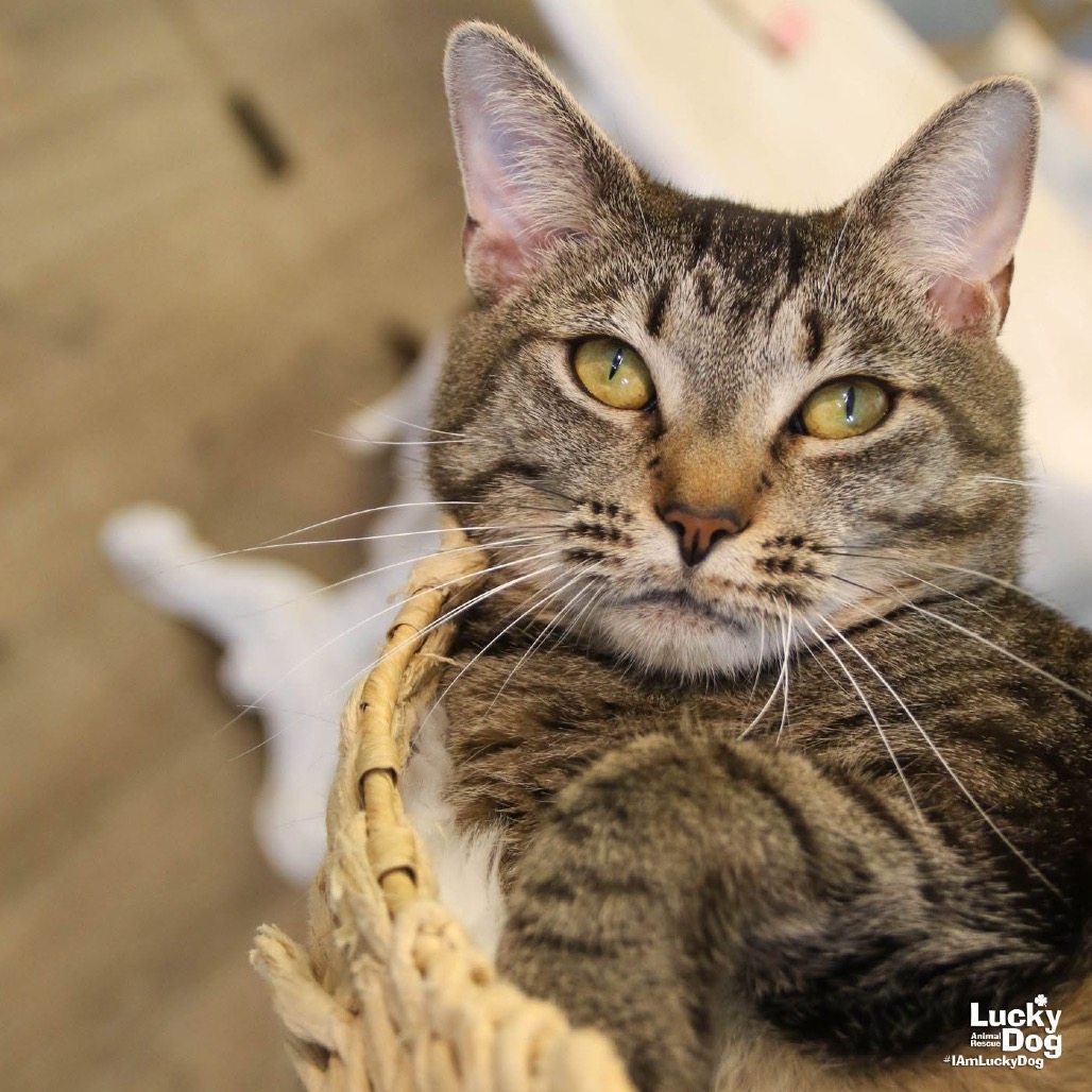 CLEO - Domestic Shorthair available for adoption
