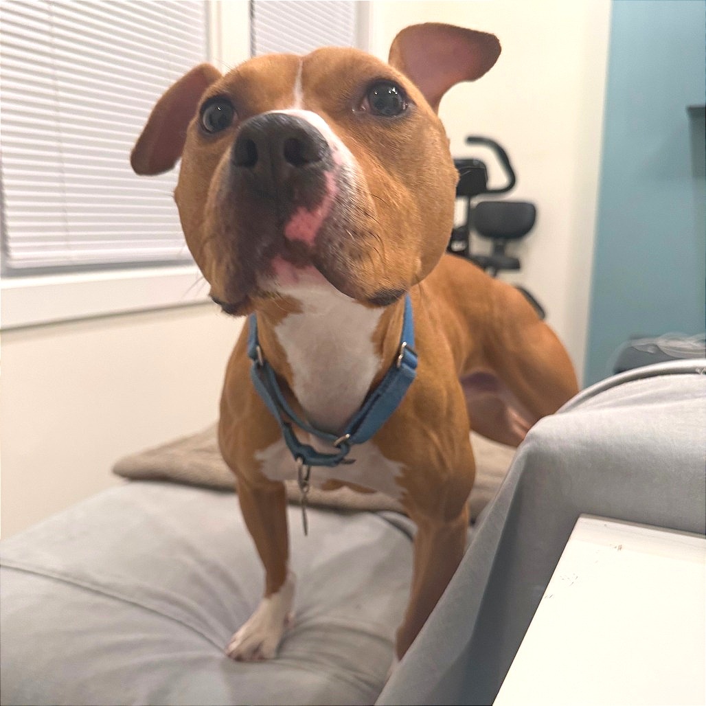 Canelo — thumbnail 3