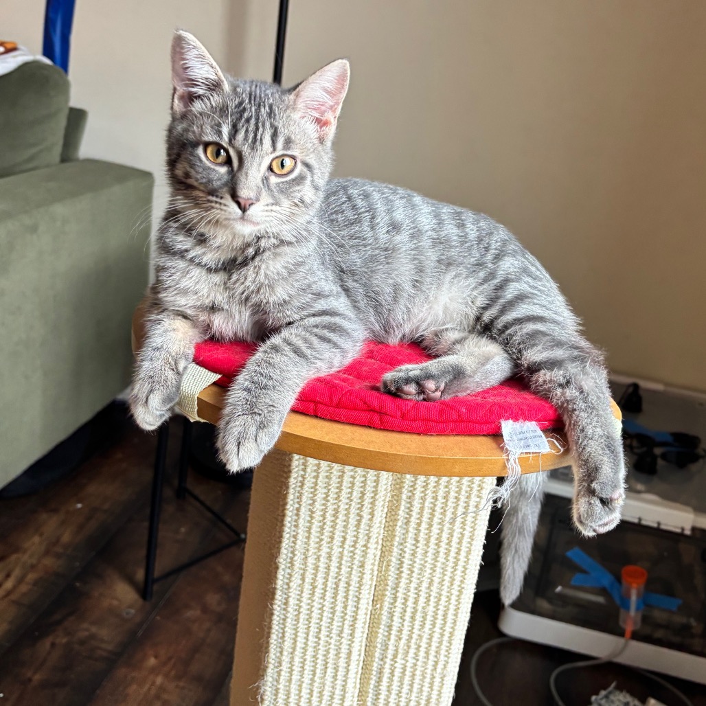 Oscar, an adoptable cat