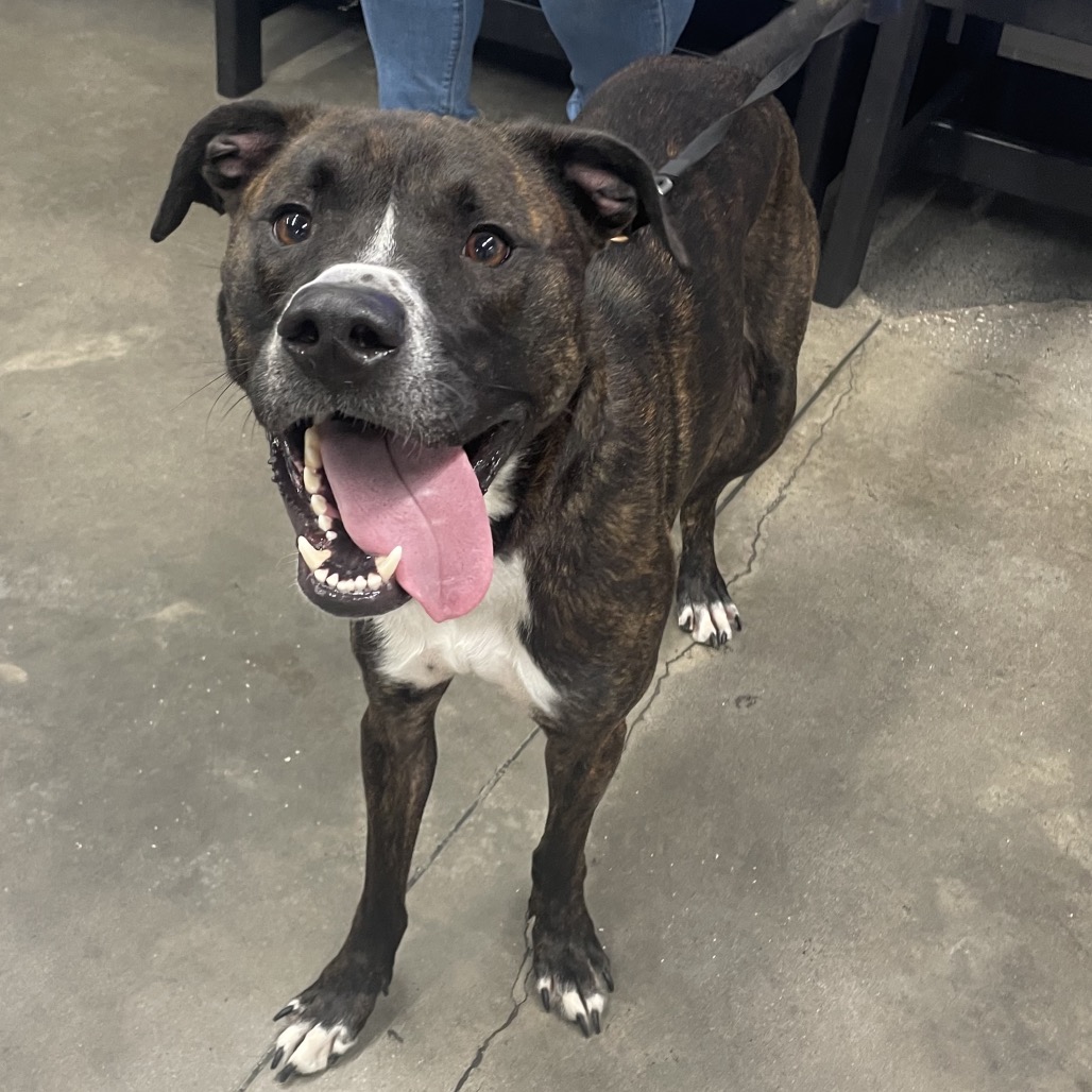 Dusse — thumbnail 2