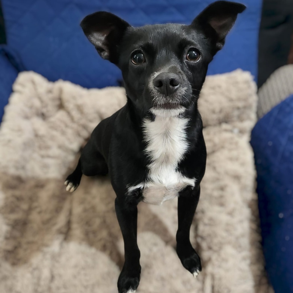 DEBBY - Chihuahua / Mixed Breed (Small) available for adoption
