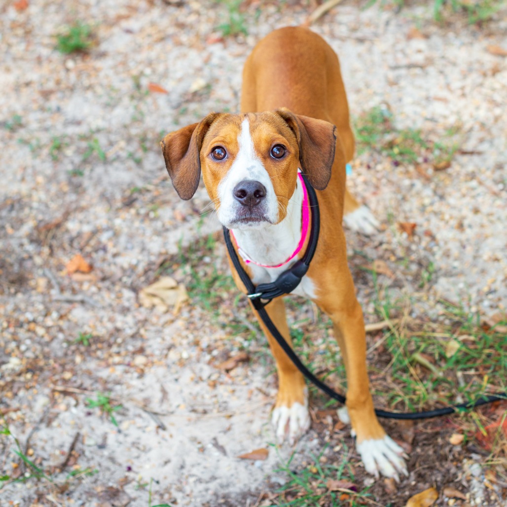 BLAIR - Beagle / Terrier available for adoption