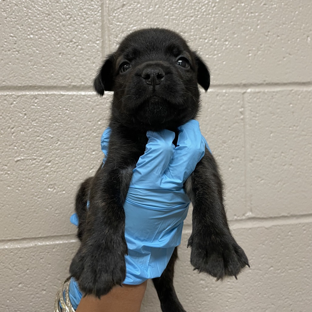 Mastiff
