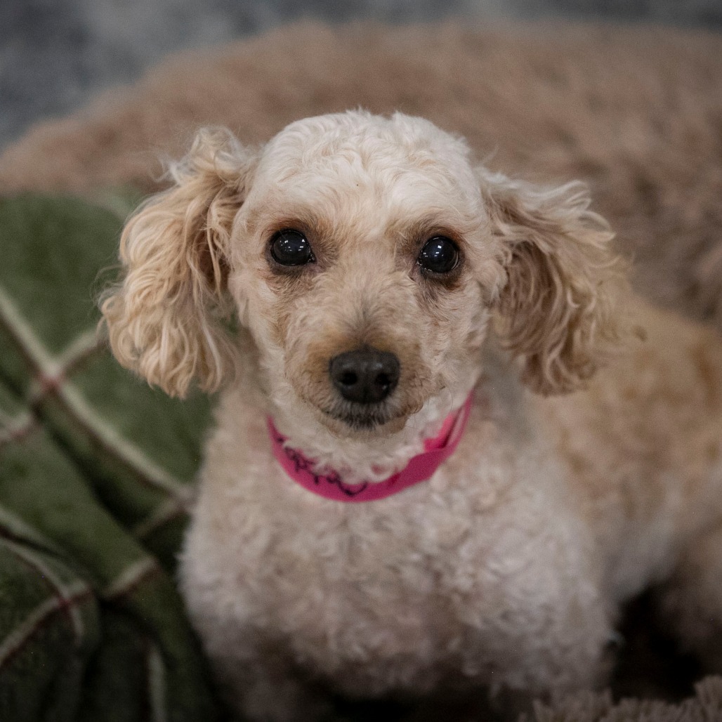 SUGAR (OT26-02) - Poodle / Miniature available for adoption