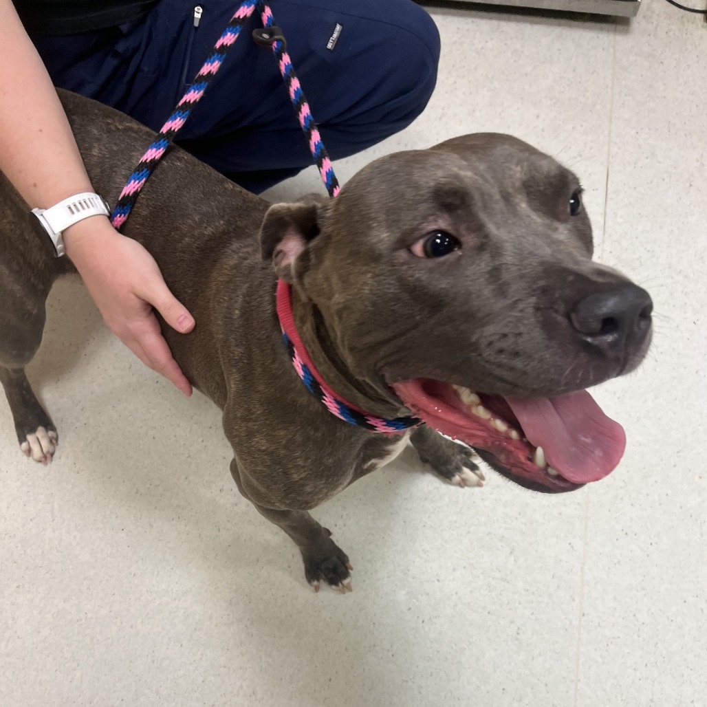 BRIDGET JONES DIARY - Terrier / American Pit Bull available for adoption