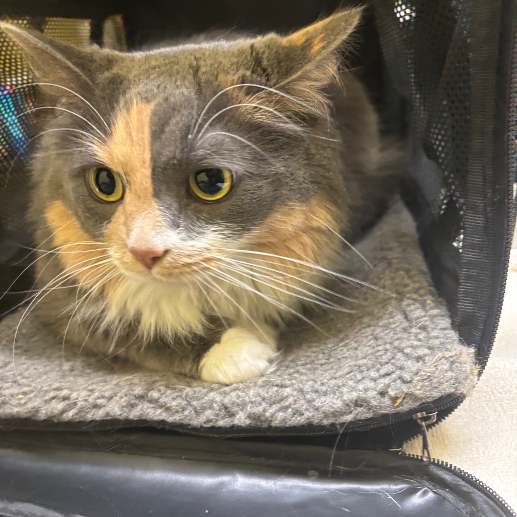 Luna — thumbnail 7