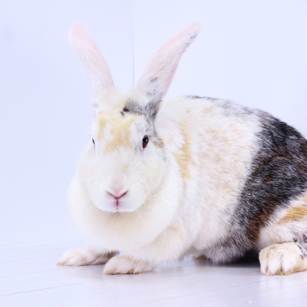 MARION - Harlequin available for adoption