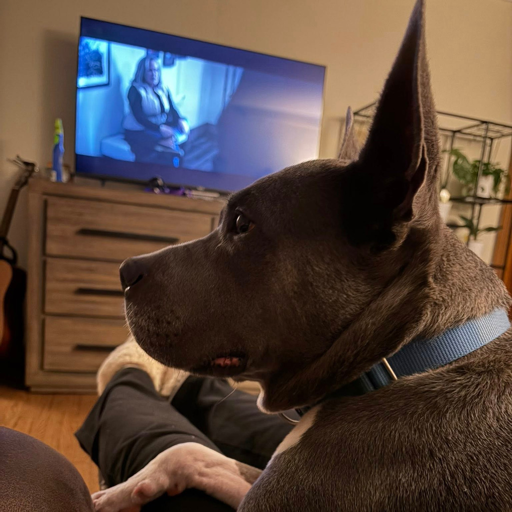 Photo of King Beetle 33