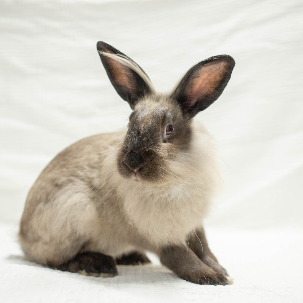 Basil Stag Hare