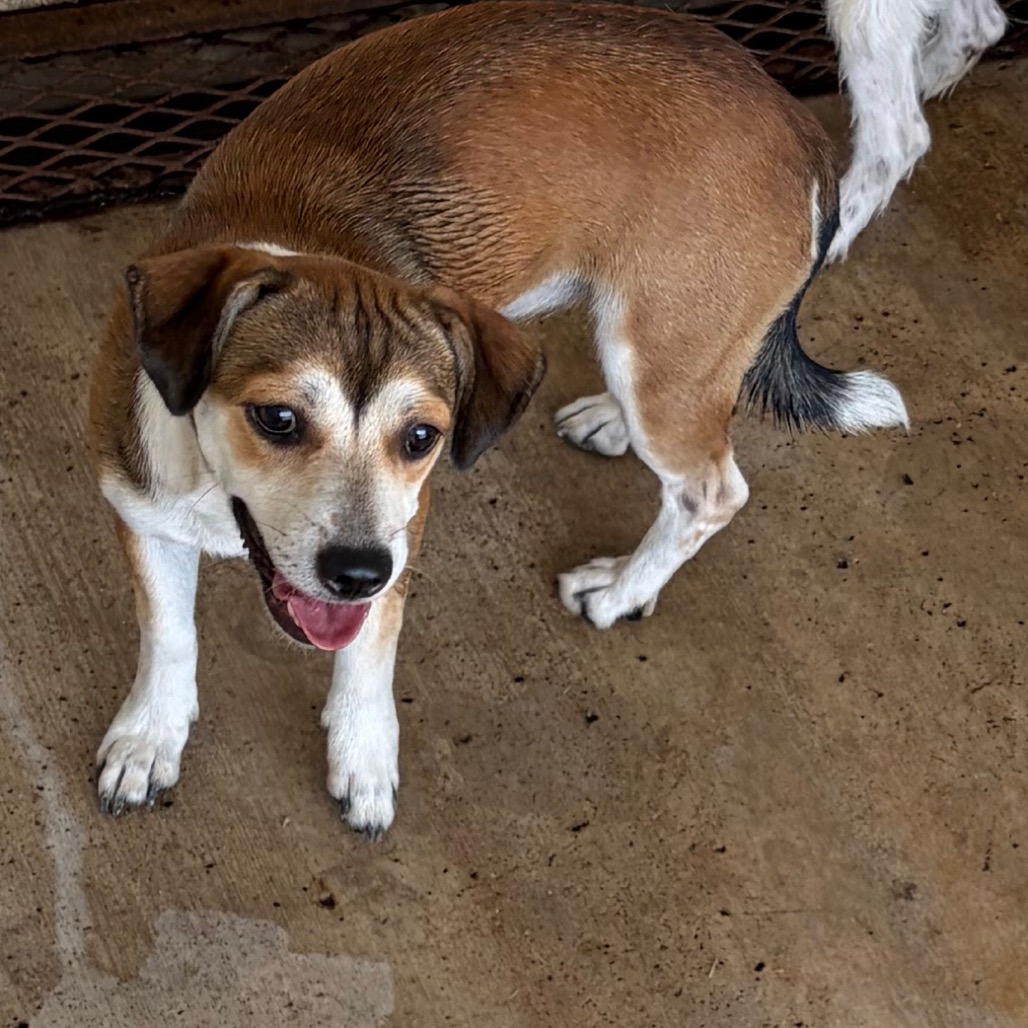 MITCHIE - Terrier / Mixed Breed (Small) available for adoption