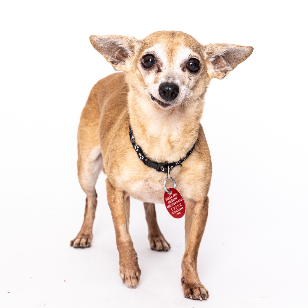 Zoee bonded with Fluffy