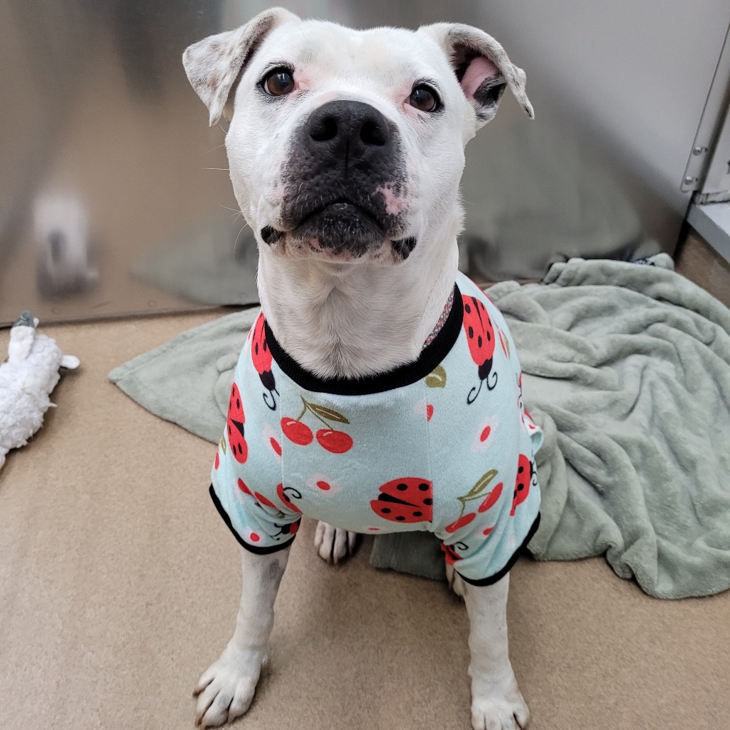 Mrs. Spots photo 20