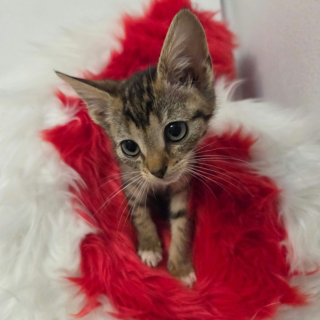 ASTRA - Domestic Shorthair available for adoption