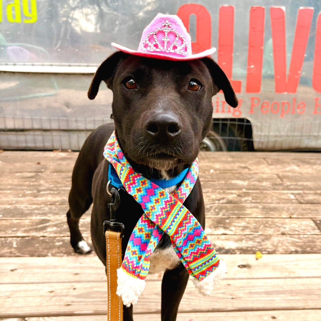 Harper — thumbnail 5