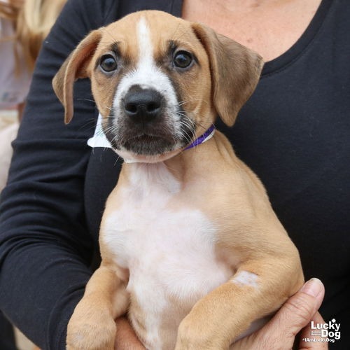 PERRY STOKELY - Retriever, Labrador / Terrier available for adoption
