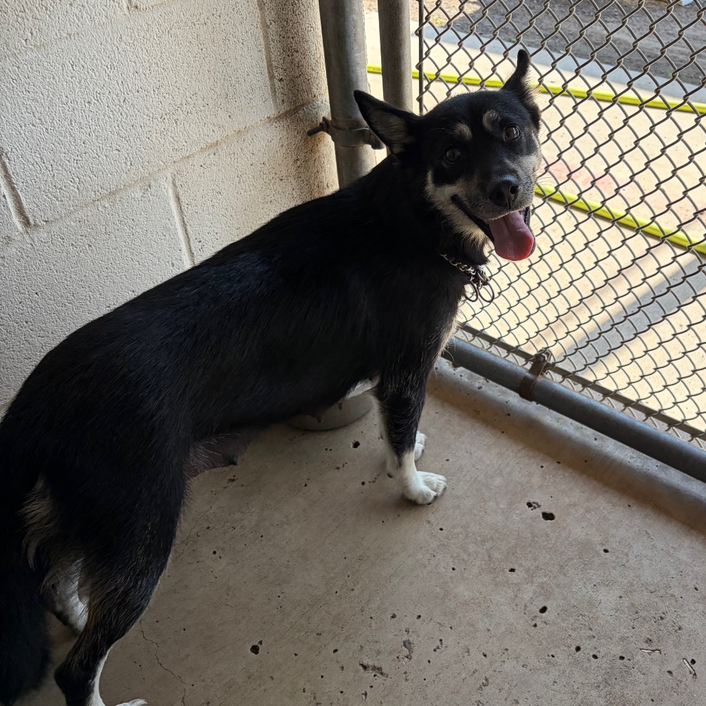 YIP - Husky / Mixed Breed (Medium) available for adoption