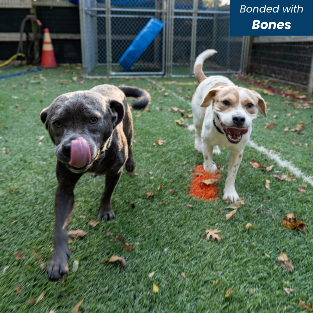 BUCK - Beagle / Mix available for adoption