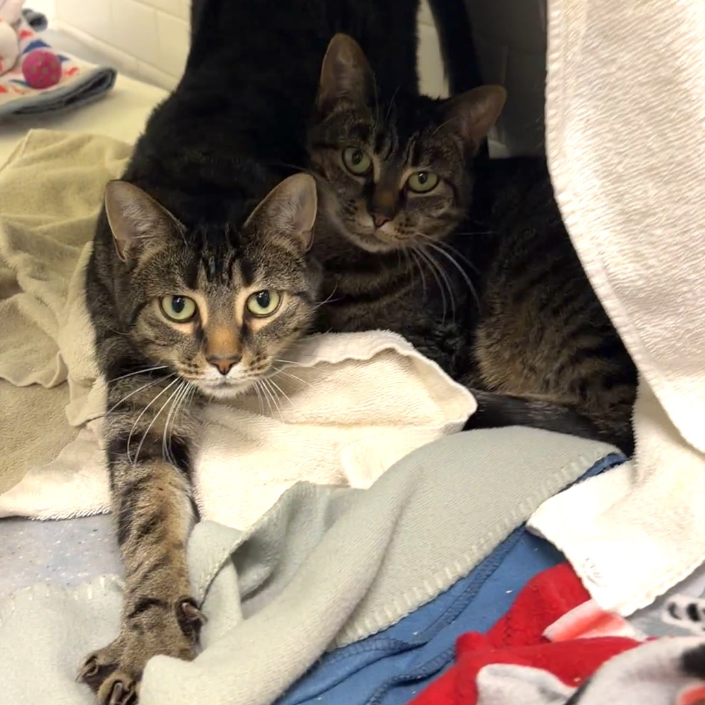 Photo of Blue and Lily 5