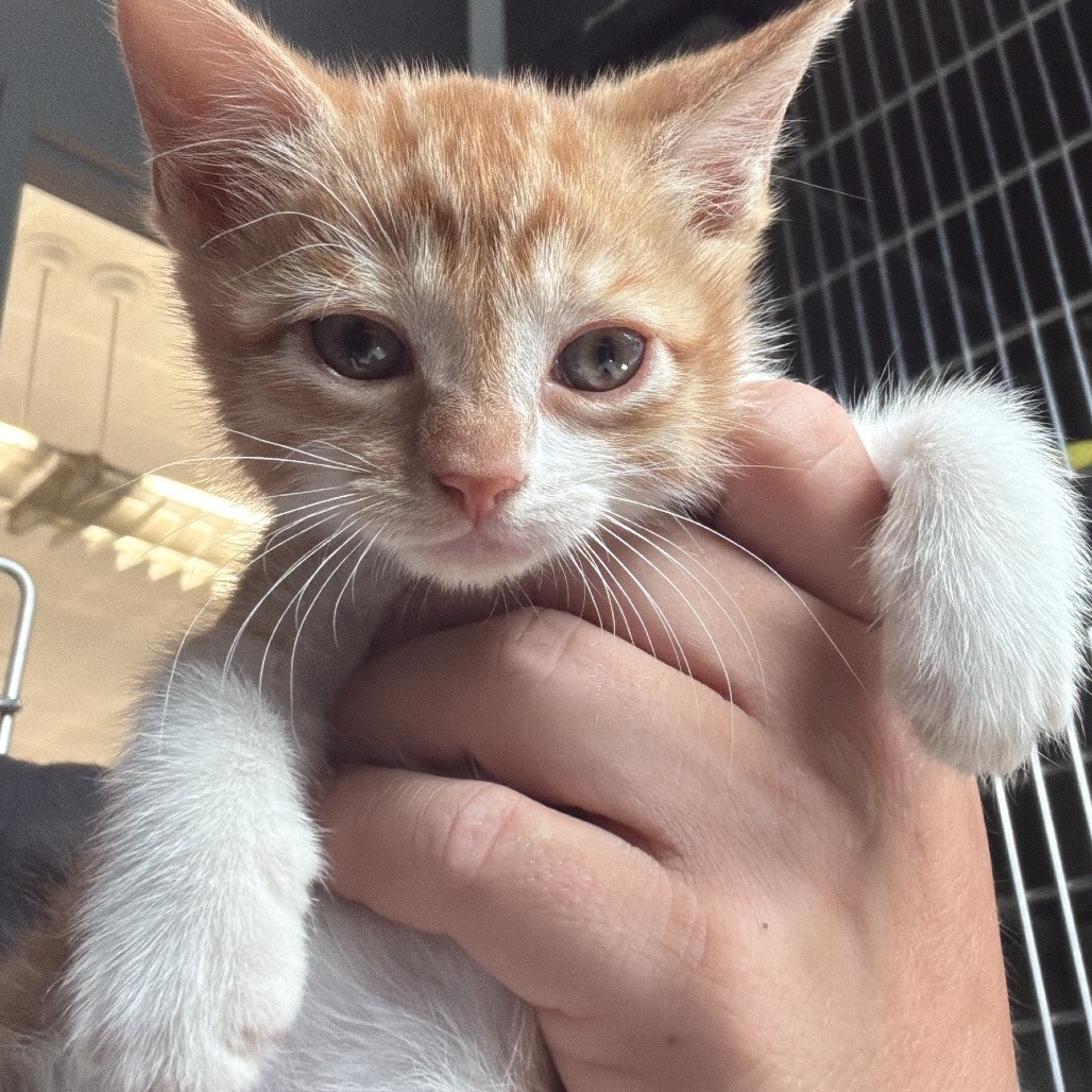 TOGGLE - Domestic Shorthair available for adoption