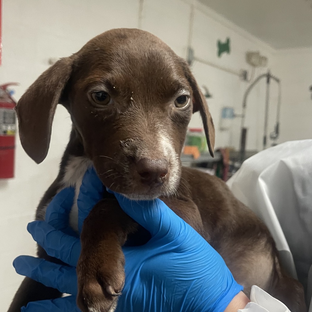 KOKONUT BABY - Terrier, American Staffordshire / Retriever, Chocolate Labrador available for adoption