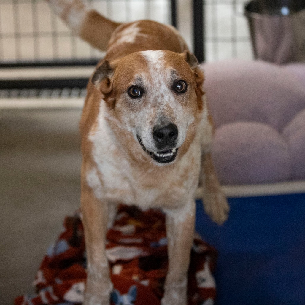 SPIKE (JA26-152) - Cattle Dog / Australian (Red Heeler) available for adoption