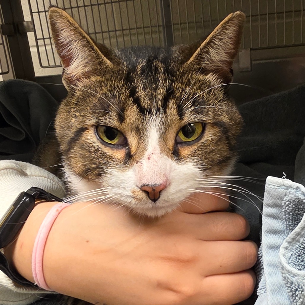 Harvest: Visit me at Elkhart PetSmart!