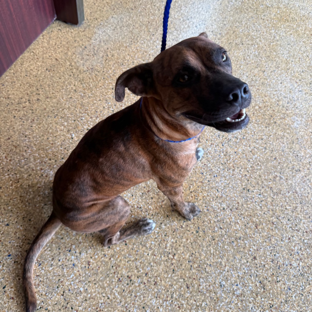 CILANTRO - Mixed Breed (Medium) available for adoption