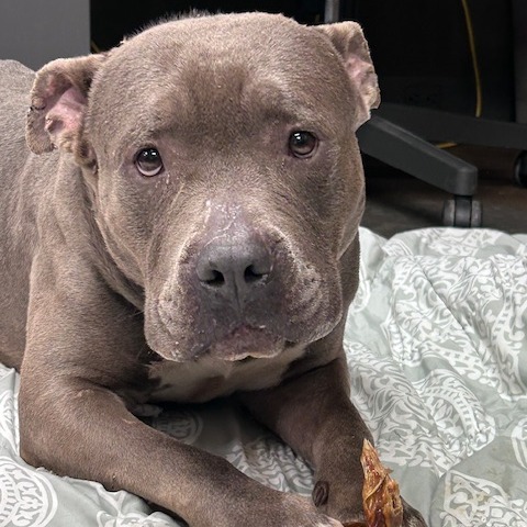 Jabarkus — thumbnail 10