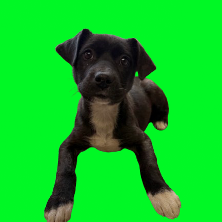 Tusc Stray 82932 2 3