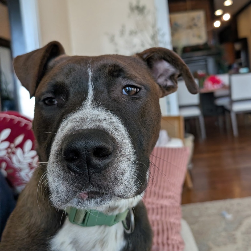 Hugo — thumbnail 11