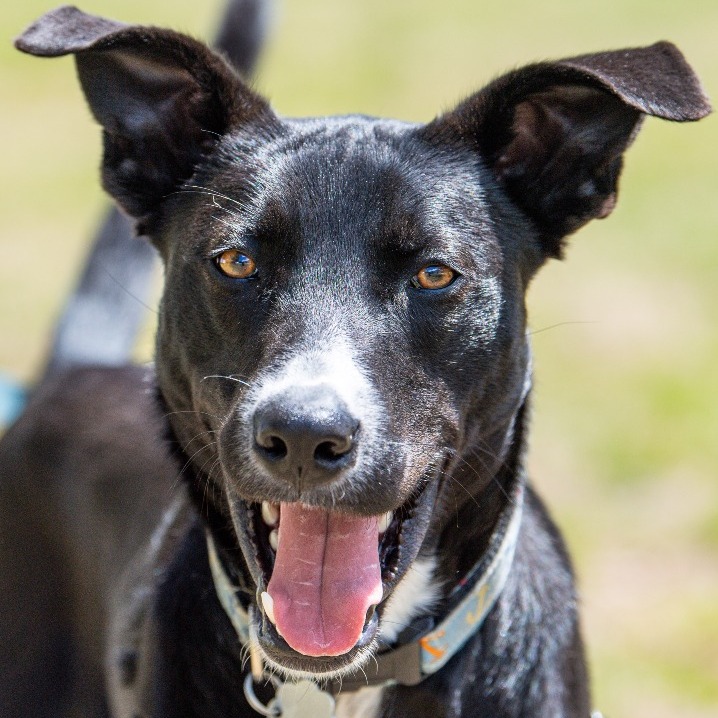 Mixed Breed