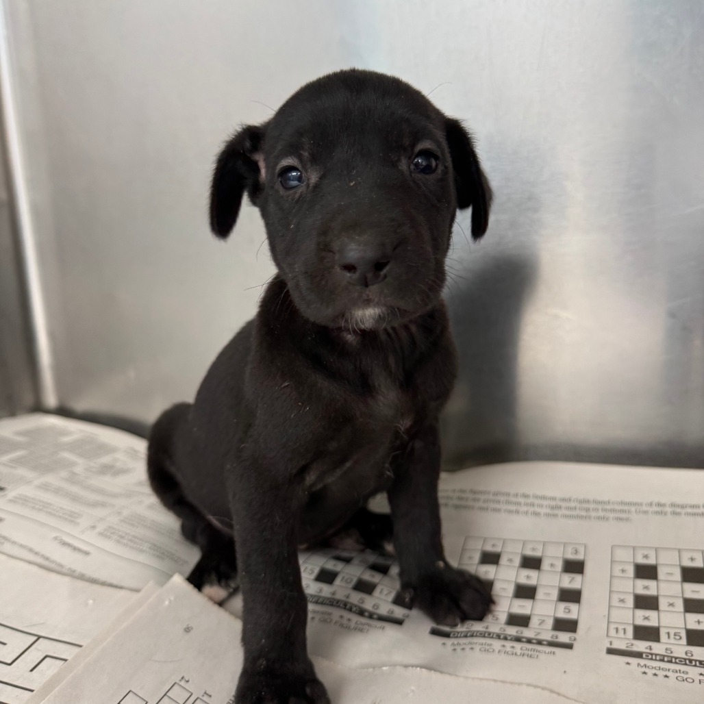 BINX - Mixed Breed (Medium) available for adoption